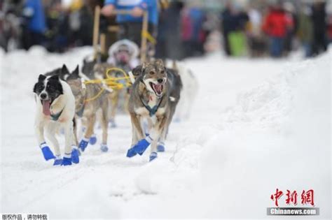 美国举办雪橇犬比赛 汪星人雪地狂奔憨态百出图新浪科技新浪网