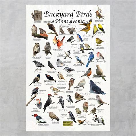 Backyard Birds Of Pennsylvania Bird Identification Poster