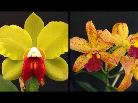 KIt ORquídea CAttleya Chinese bronze x toshi Samba Lemon Drop Adultas