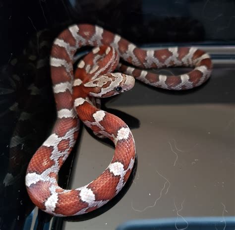 Masque Corn Snake Traits Morphpedia