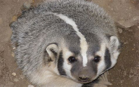 Badger Pictures - AZ Animals