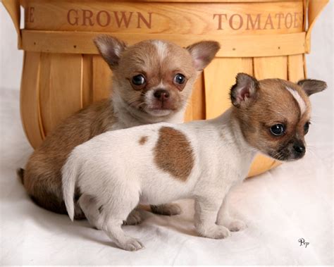 Chihuahua Dog Breed Report Tips | Dog Training