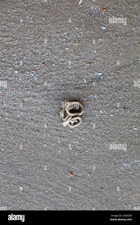 Squiggly Squiggle Worm Shaped Mounds Left On A Beach In Essex As A