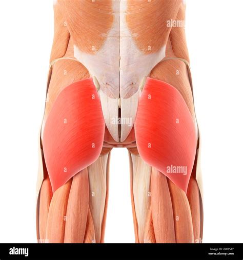 Human Buttock Muscles Illustration Stock Photo Alamy