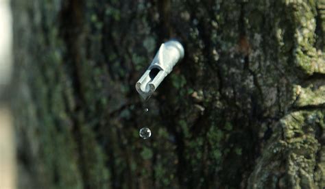 Wild Foodism: Exploring the World of Tree Tapping - Rowe Organic