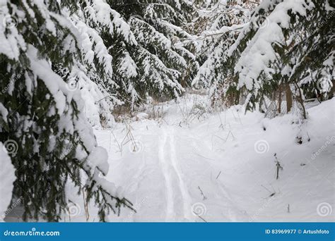 A Serene Winter Landscape With Trees Covered In Snow Stock Image