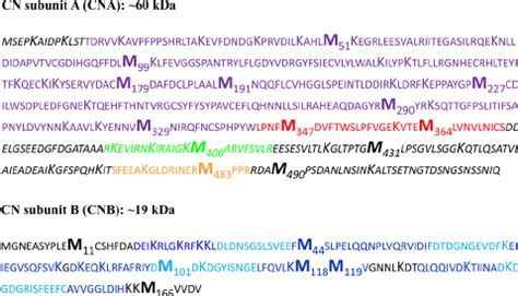 Amino Acid Sequences And Protein Domains Of Cna And Cnb Met Residues