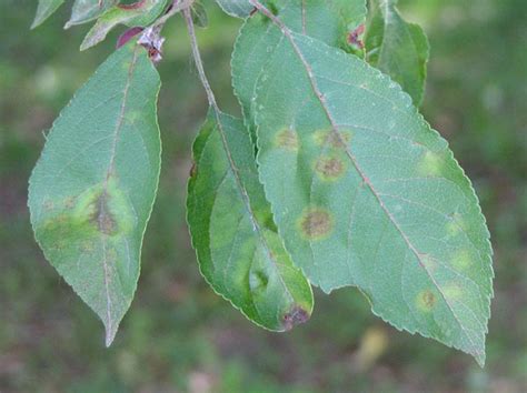 Apple scab of apples and crabapples | UMN Extension