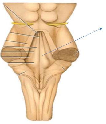 Actividad Neurofisio Flashcards