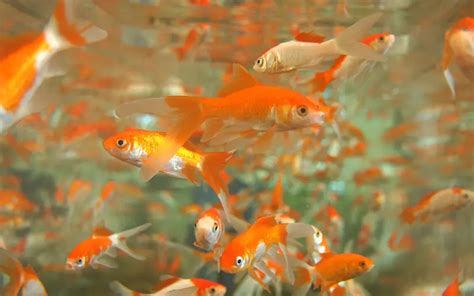 When Do Goldfish Mate In Ponds 5 Signs To Look Out For