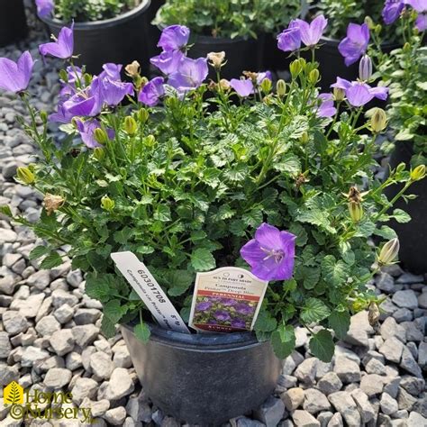 Campanula Carpatica Pristar Deep Blue Bellflower From Home Nursery