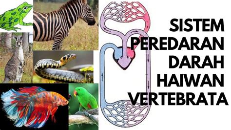 Kelompok Vertebrata Memiliki Sistem Peredaran Darah Homecare24