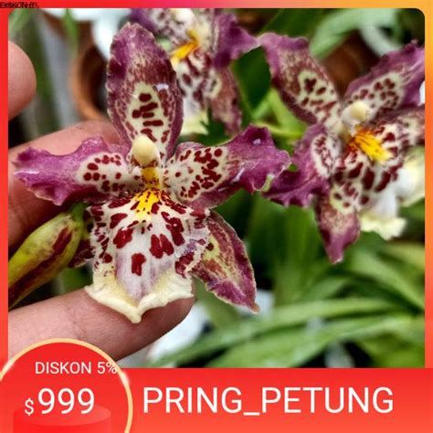 Jual Anggrek Oncidium Guan Shin Diamond Shopee Indonesia