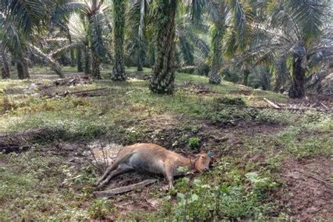 Fakta Harimau Mangsa Lembu Milik Warga Ekor Mati Dengan Luka