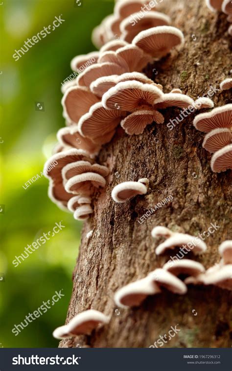 Ascomycota Fungi