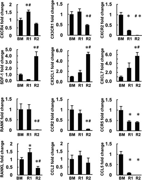 Cxcr4 Cd45− Cells Are Niche Forming For Osteoclastogenesis Via The Sdf‐1 Cxcl7 And Cx3cl1