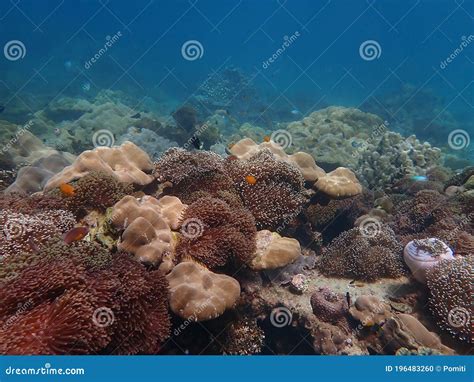 Colorful Coral Reef With Fish At Lipe Island Andaman Sea Indian Ocean