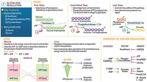 Biochemistry: Regulation of Glycolysis Overview | ditki medical & biological sciences