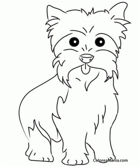 Colorear Perro Yorkshire Terrier o Yorkie 4 Animales Domésticos