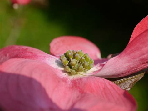Dogwood Pink Blossom Free Photo On Pixabay Pixabay