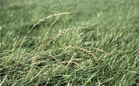 When To Plant Grass Seed In Connecticut