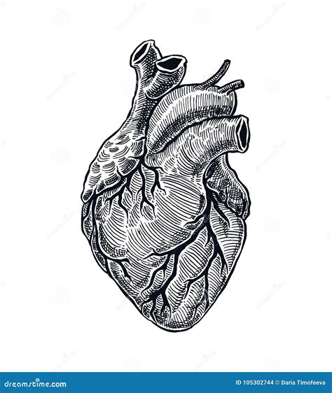 Coeur humain réaliste illustration de vecteur Illustration du biologie