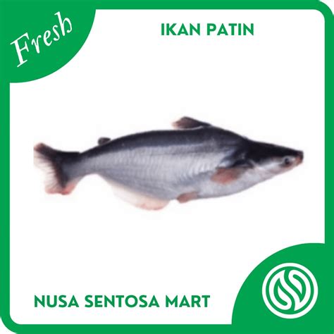 Jual Ikan Patin Segar Kg Shopee Indonesia