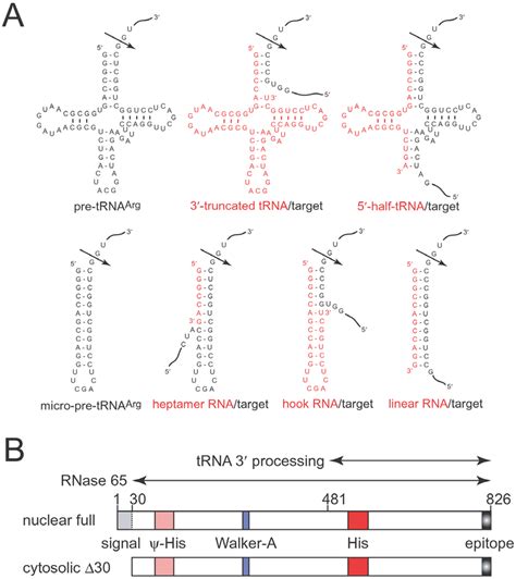 Human TRNase Z L And Its Substrates A Various RNA Substrates For