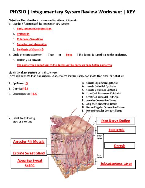 The Integumentary System Worksheet