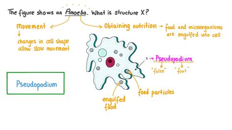 Amoeba Structure