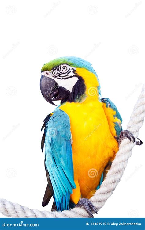 Ara ararauna stock photo. Image of macaw, tropical, climate - 14481910