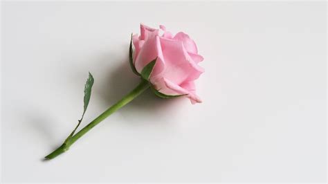 Single Rose Wallpaper Single Pink Rose Images Hd 1920x1080
