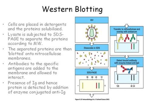 Western Blot Test Procedure Purpose Of Western Blot 48 Off