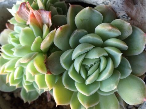 Echeveria Iria エケベリア イリア Succulents