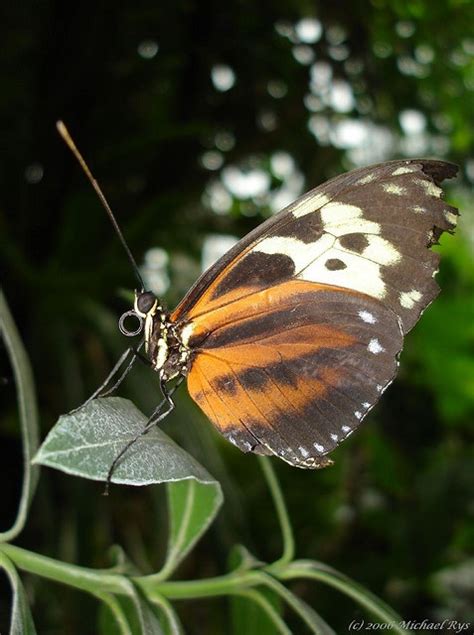 Butterfly at the Pacific Science Center | Butterfly, Beautiful ...