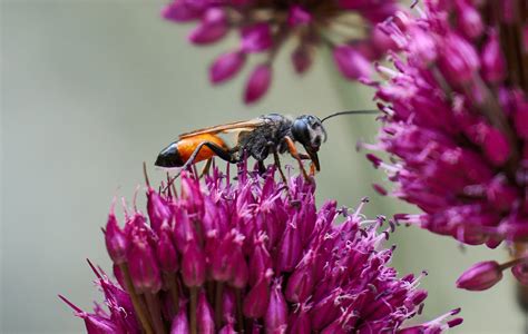 Allium Vespa Della Sabbia Foto Gratis Su Pixabay Pixabay