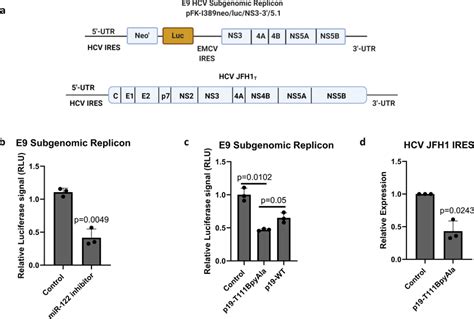 P19 T111BpyAla Effect On HCV Replication A Schematic Representation Of