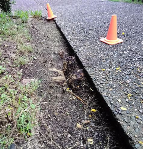 How Can I Remove These Tree Roots Grown Under The Concrete Slab