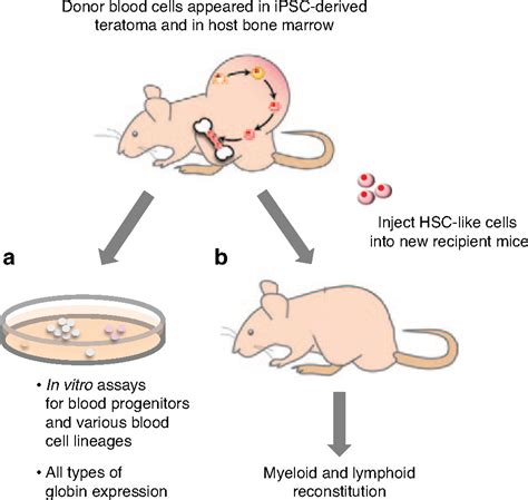 Generation And Homing Of IPSC Derived Hematopoietic Cells In Vivo