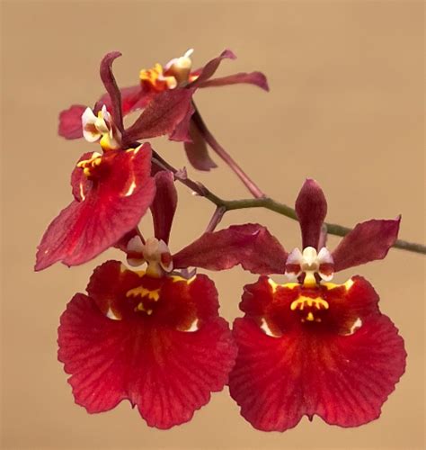 Tolumnia Jairak Flyer Red Devil Plantae Orchids And Rare Plants