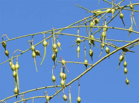 Photo #19490 | Parkinsonia microphylla | plant lust