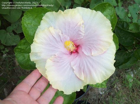 Plantfiles Pictures Tropical Hibiscus Cajun Hibiscus Cajun Princess