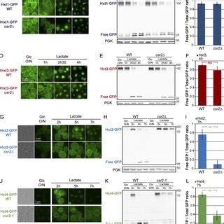 Csr2 Regulates The Endocytosis Of The High Affinity Hexose Transporters