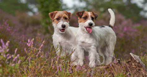 Jack russell terrier características carácter y cuidados