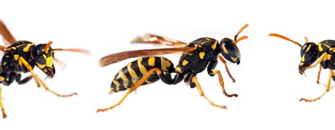 How To Identify Different Types Of Wasps In The Uk