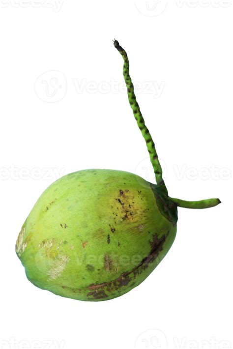 Fresh Green Coconuts Isolated On Background 21514412 Png