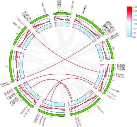 Schematic Diagram Of The Duplication Patterns Of The TcGRAS Genes The