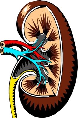 Diuresis Definition, Types & Treatment - Lesson | Study.com