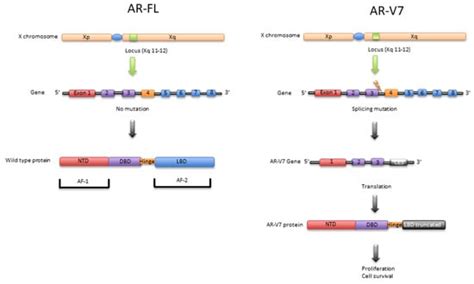 Ar V7 In Metastatic Prostate Cancer A Strategy Beyond Redemption