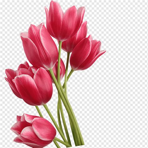 Ilustraci N De Tulipanes Rosa Tulip N Tulipanes Rojos Arreglos